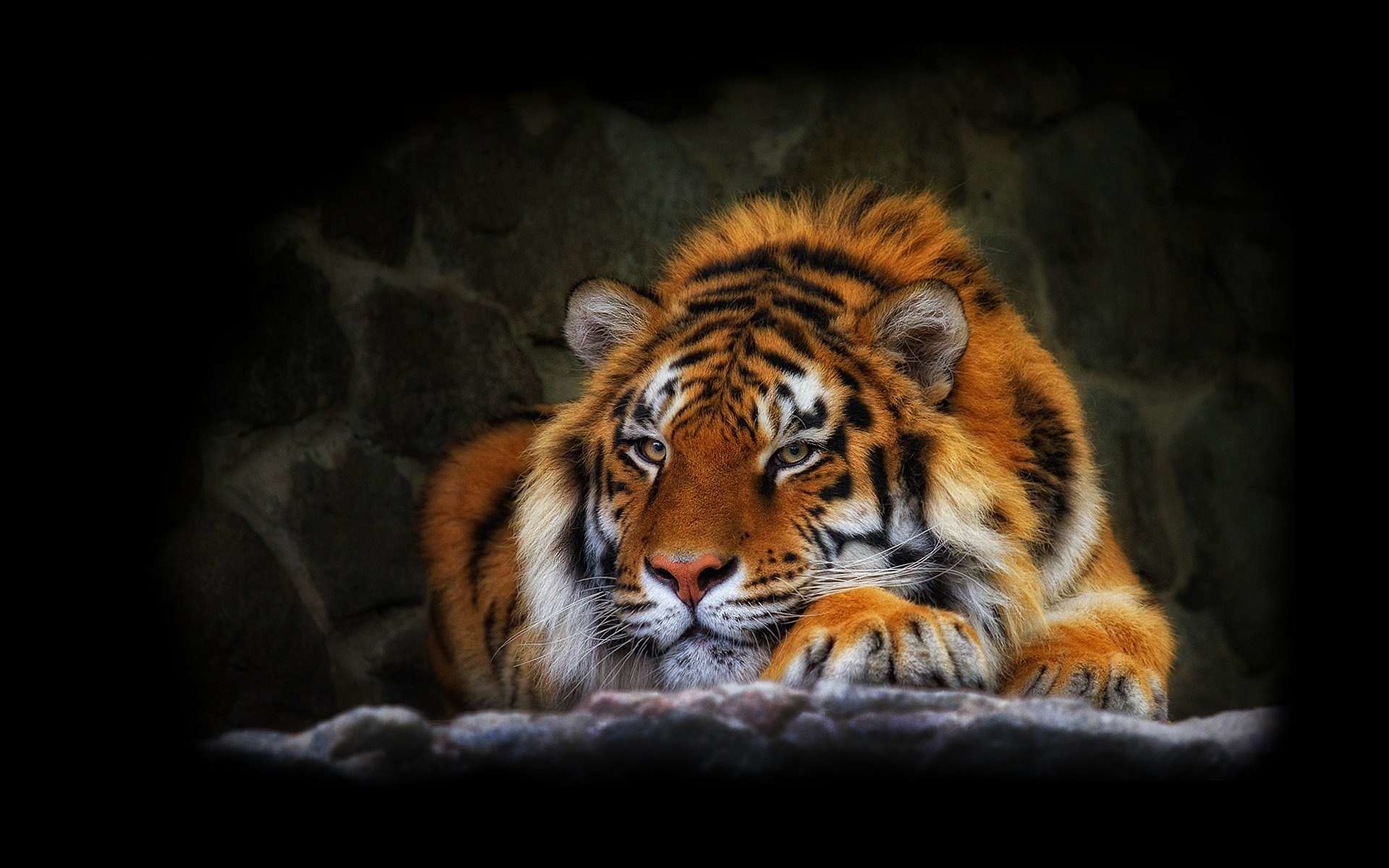 Majestic Tiger Resting in the Dark