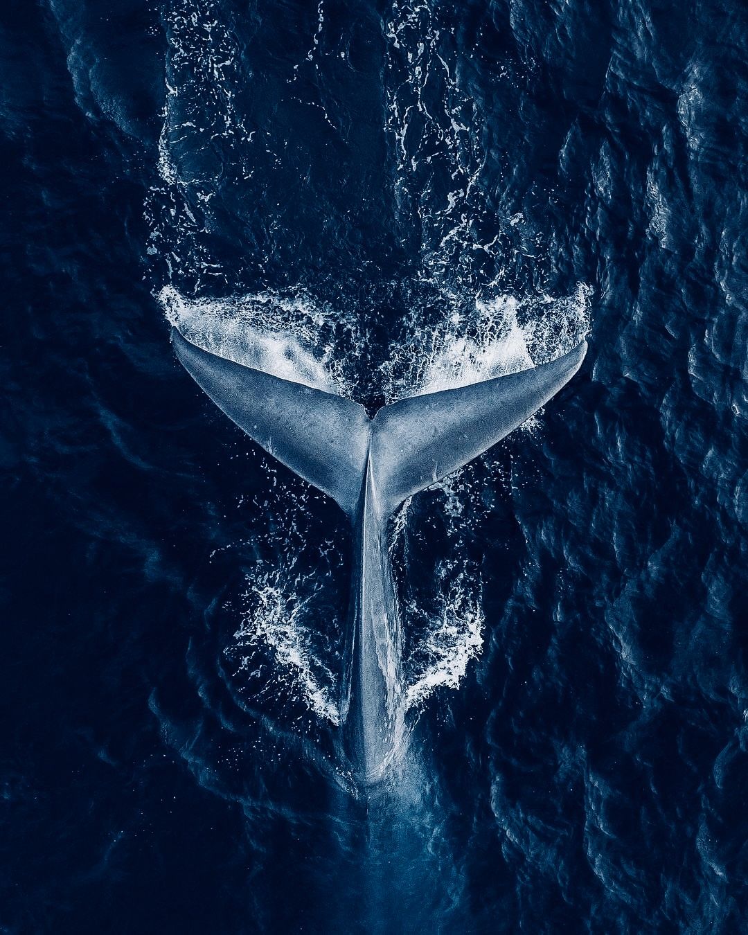 Humpback Whale Portrait HD Wallpaper