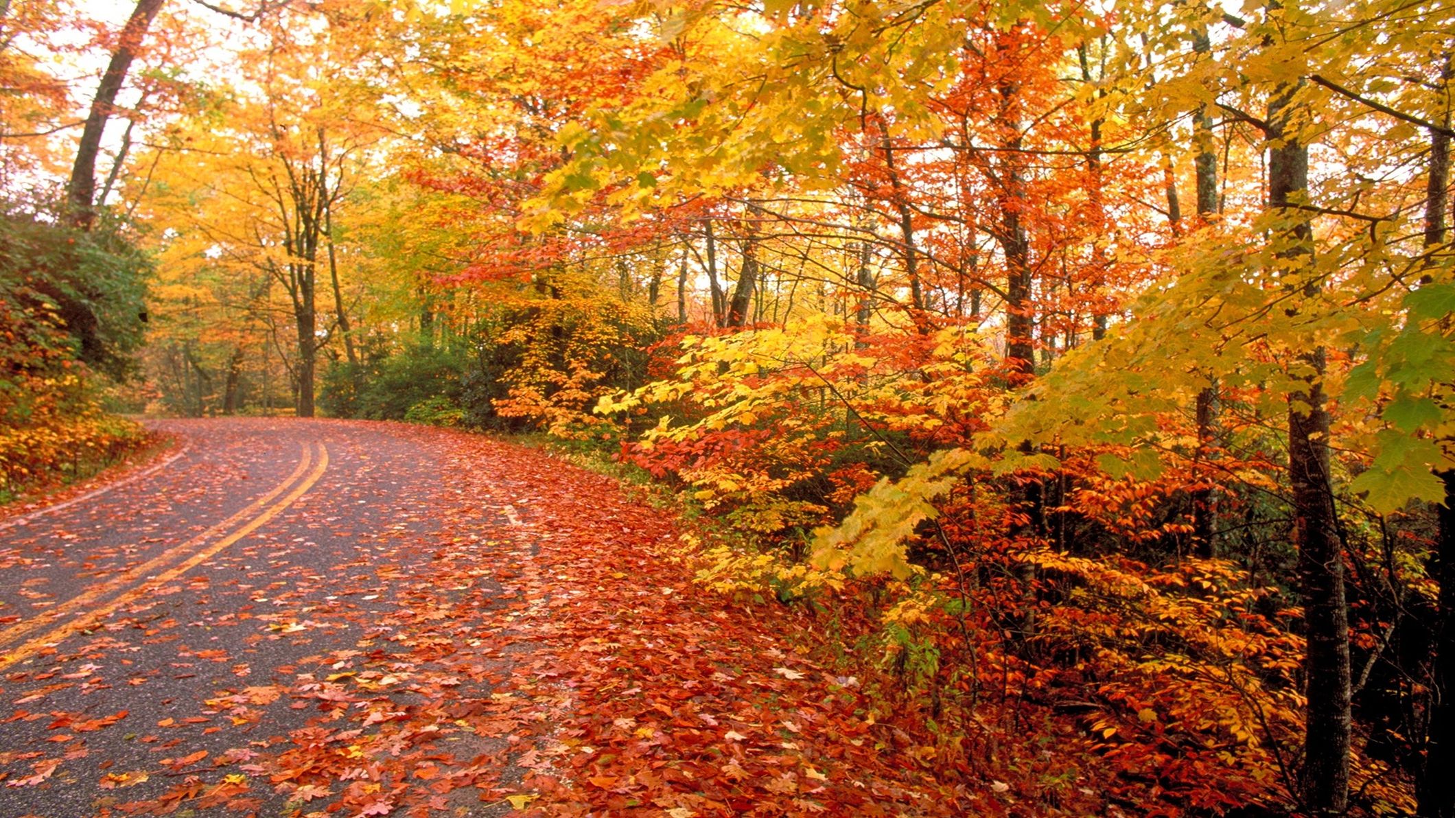 Autumn Road Nature HD Wallpaper