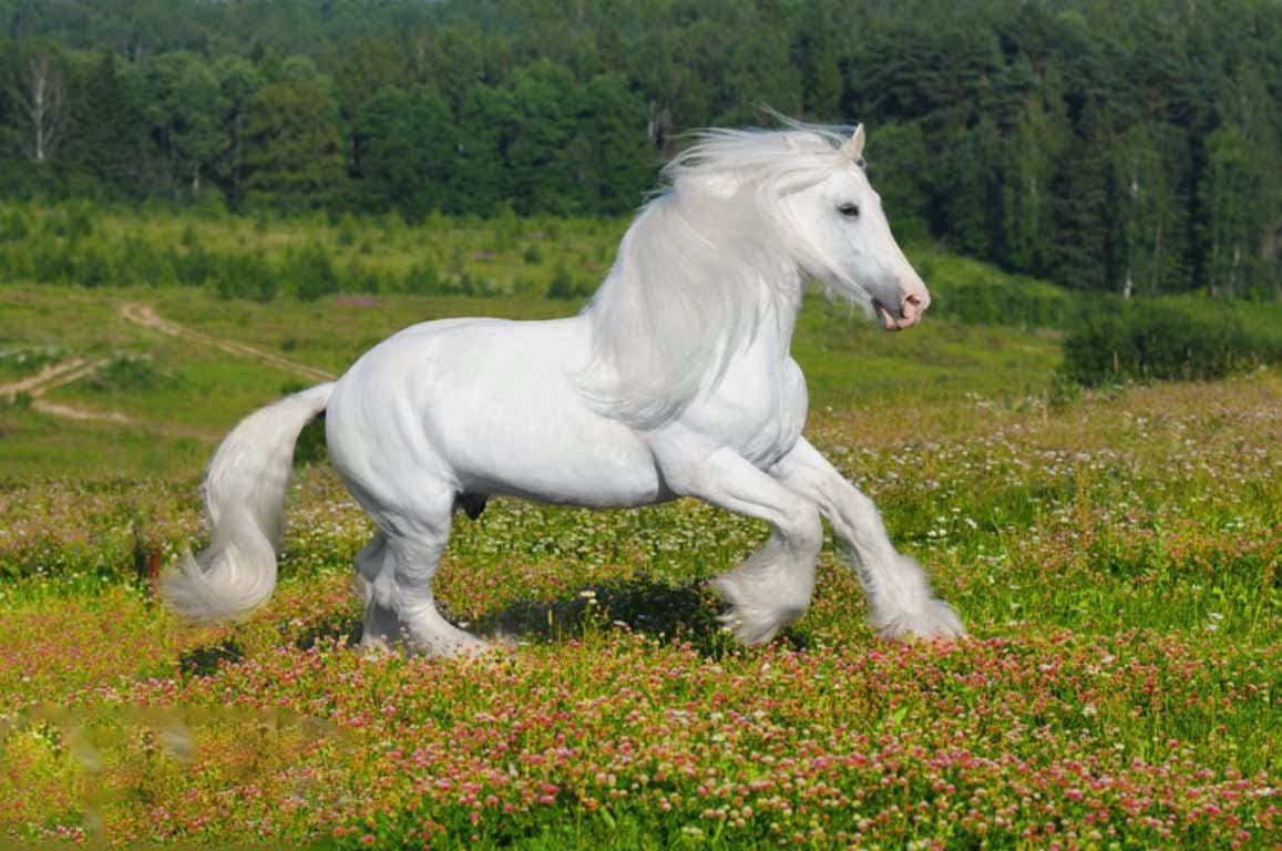 White Horse Pictures Wallpaper Ing Gallery