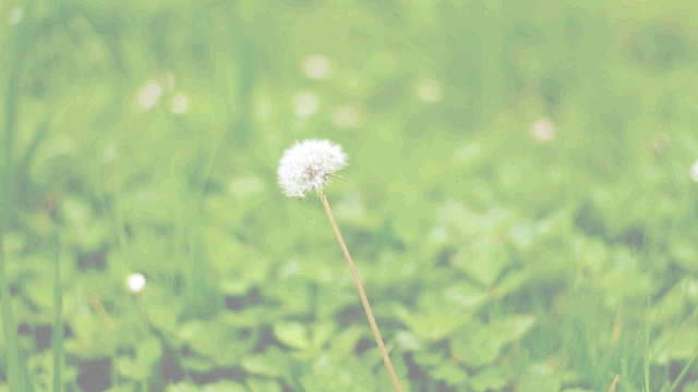 Animation Nature Cinemagraph Flower Wallpaper