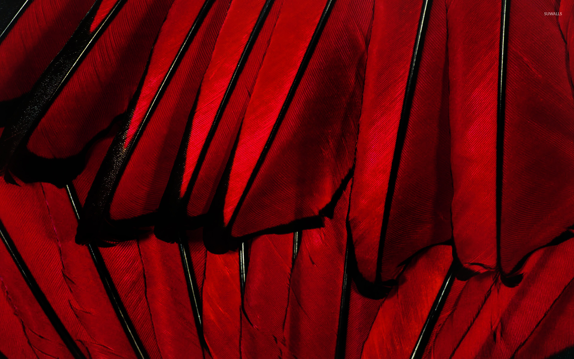 Red Feathers Wallpaper Photography