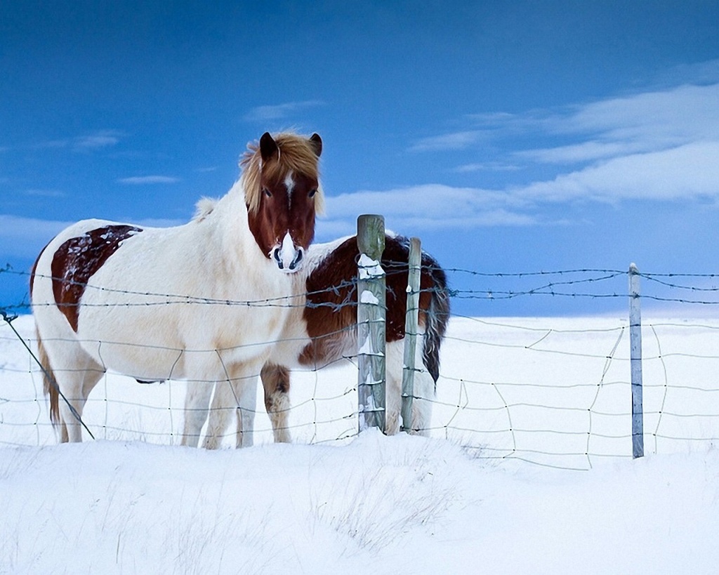 Horses In The Snow Desktop Pc And Mac Wallpaper