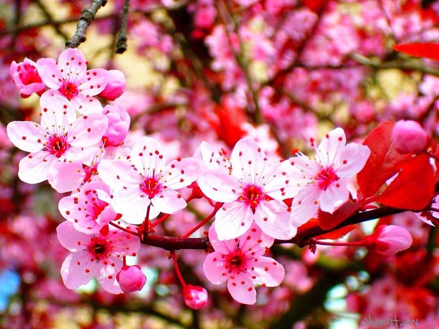 101 Gambar Animasi Gerak Bunga Sakura Kekinian
