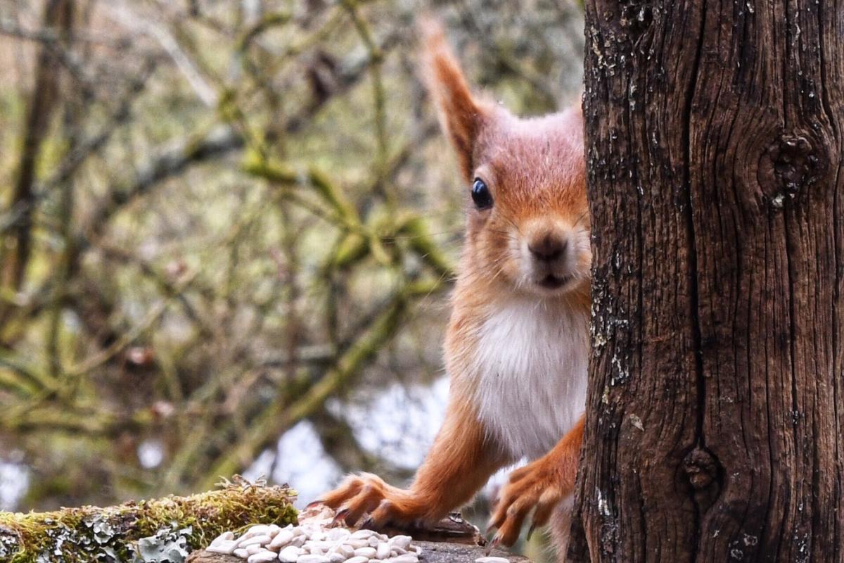 Red Squirrel Photos To Mark Appreciation Day Isle Of