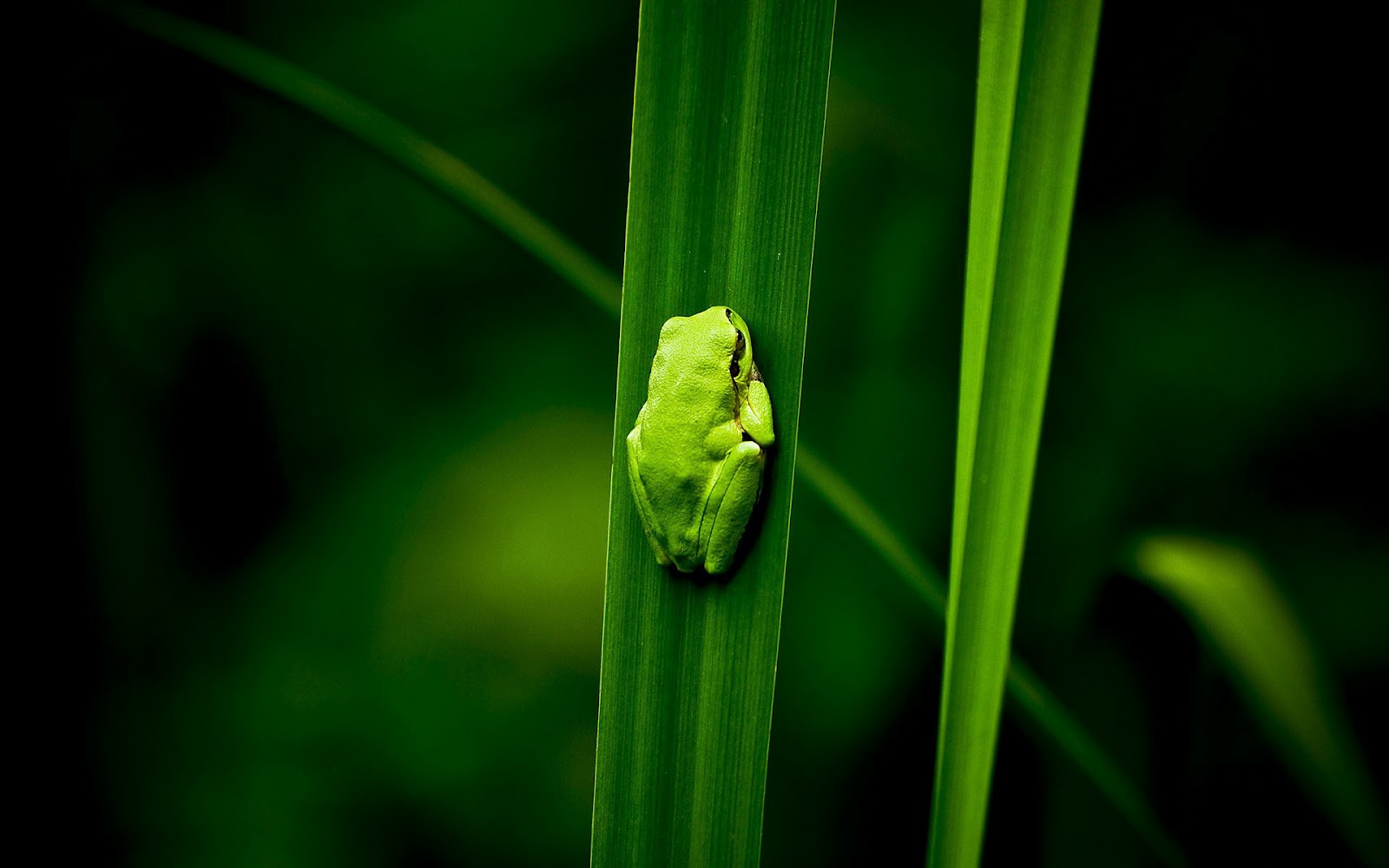 Of A Green Frog On Leaf HD Frogs Wallpaper Background