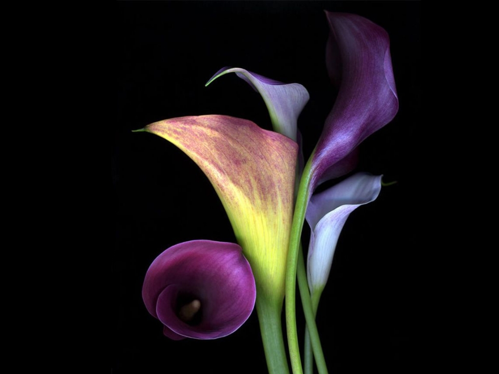 Calla Lily Flowers Wallpaper