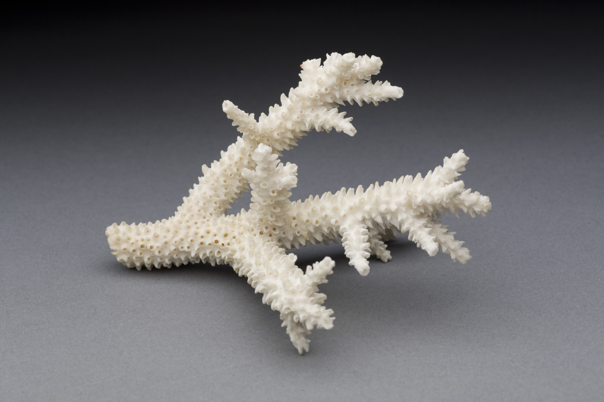 Staghorn Coral Wallpaper