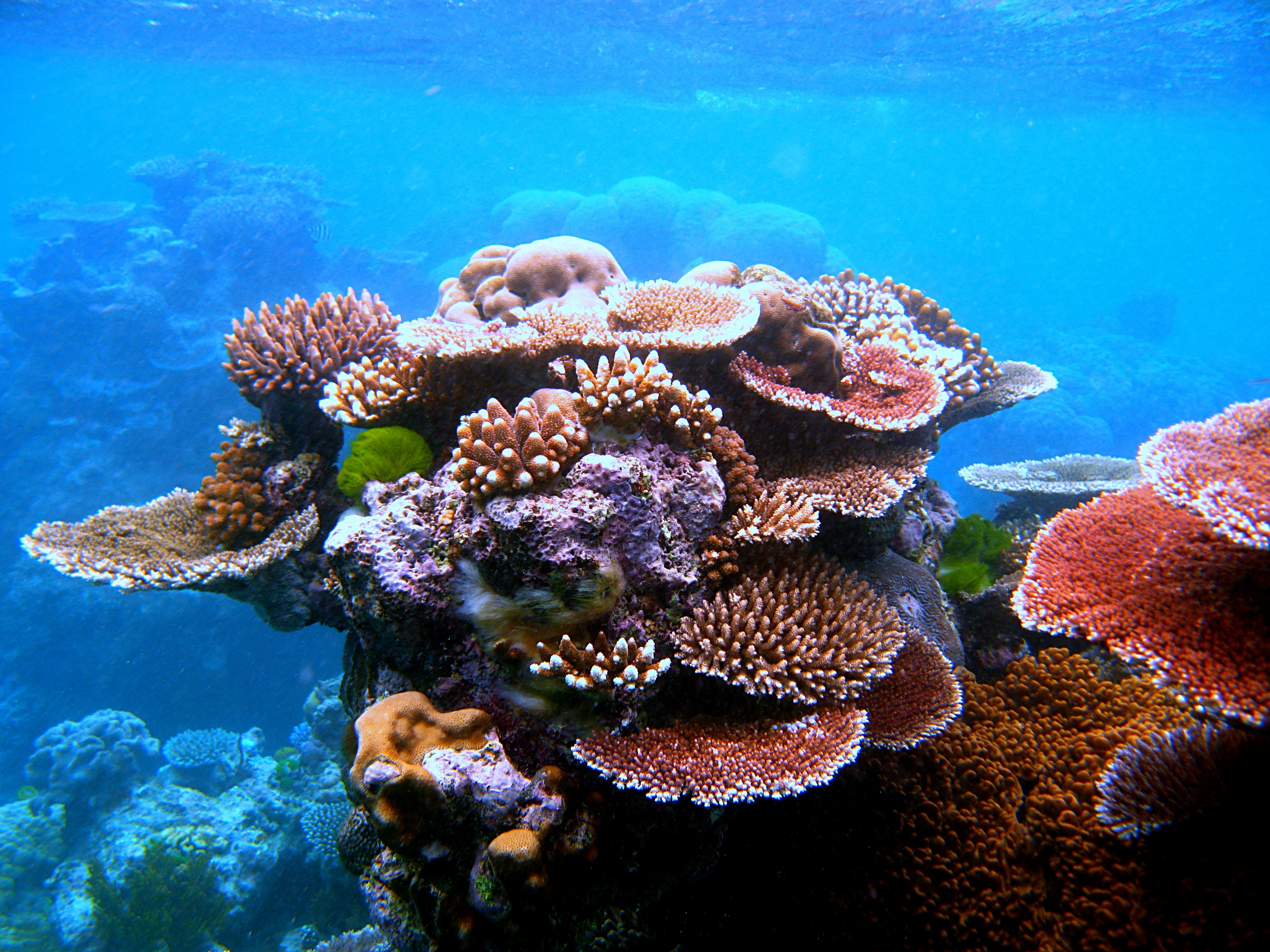 Coral Outcrop Flynn Reef HD Wallpaper