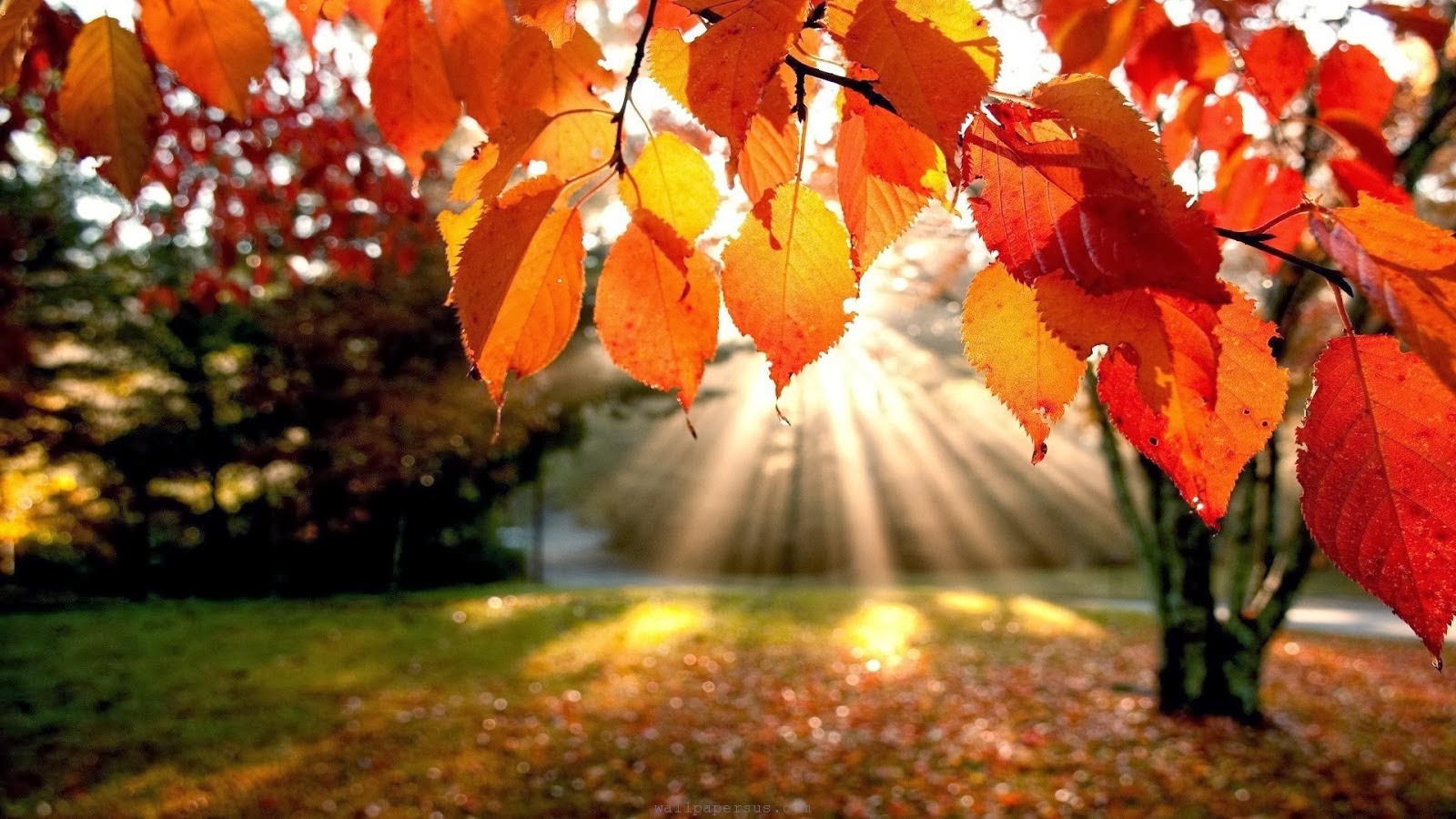 Autumn Nature HD Wallpaper 1080p