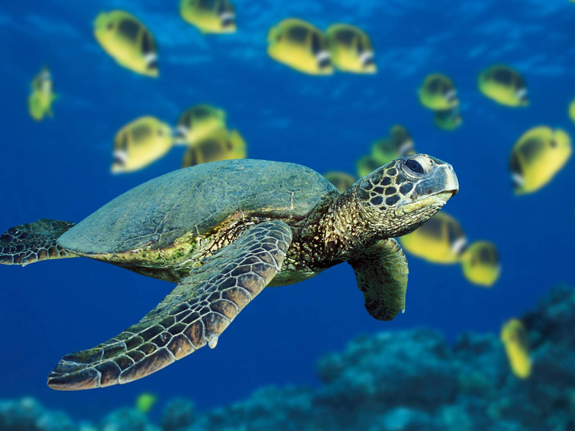 Cute Turtle Wallpaper