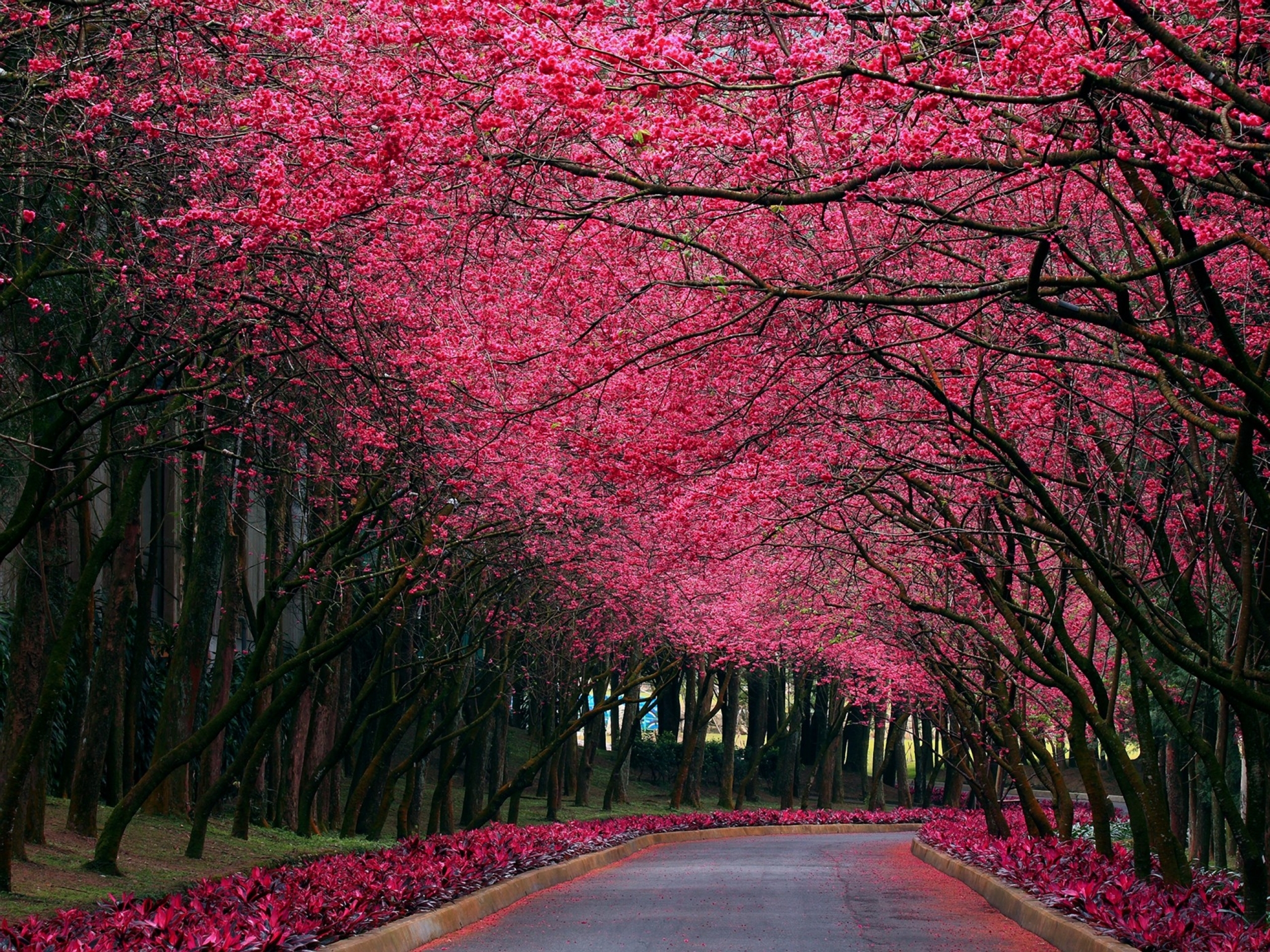 Pink Trees Amp Road Spring Time Wallpaper