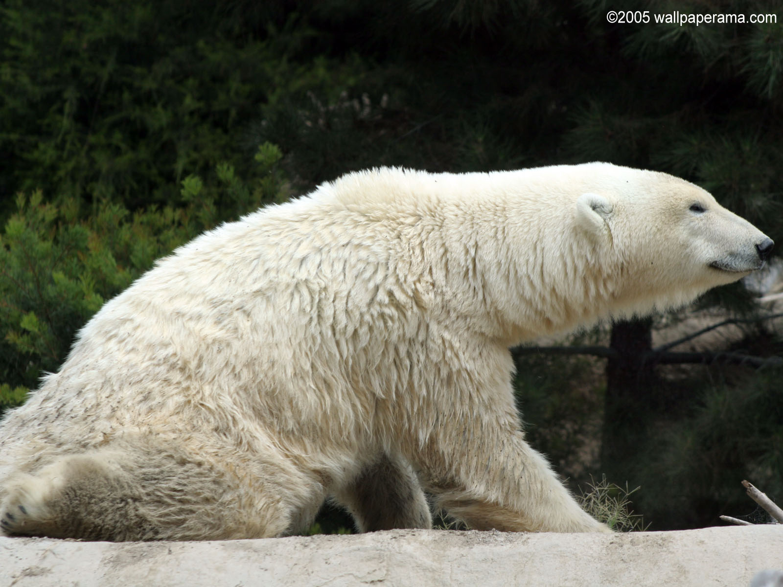 Polar Bear Wallpaper HD Background Image Pictures