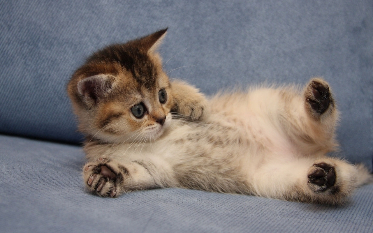 An adorable kitten lies on its back on a soft, blue blanket. Its paws are playfully splayed out, and it looks at the camera with wide, innocent eyes