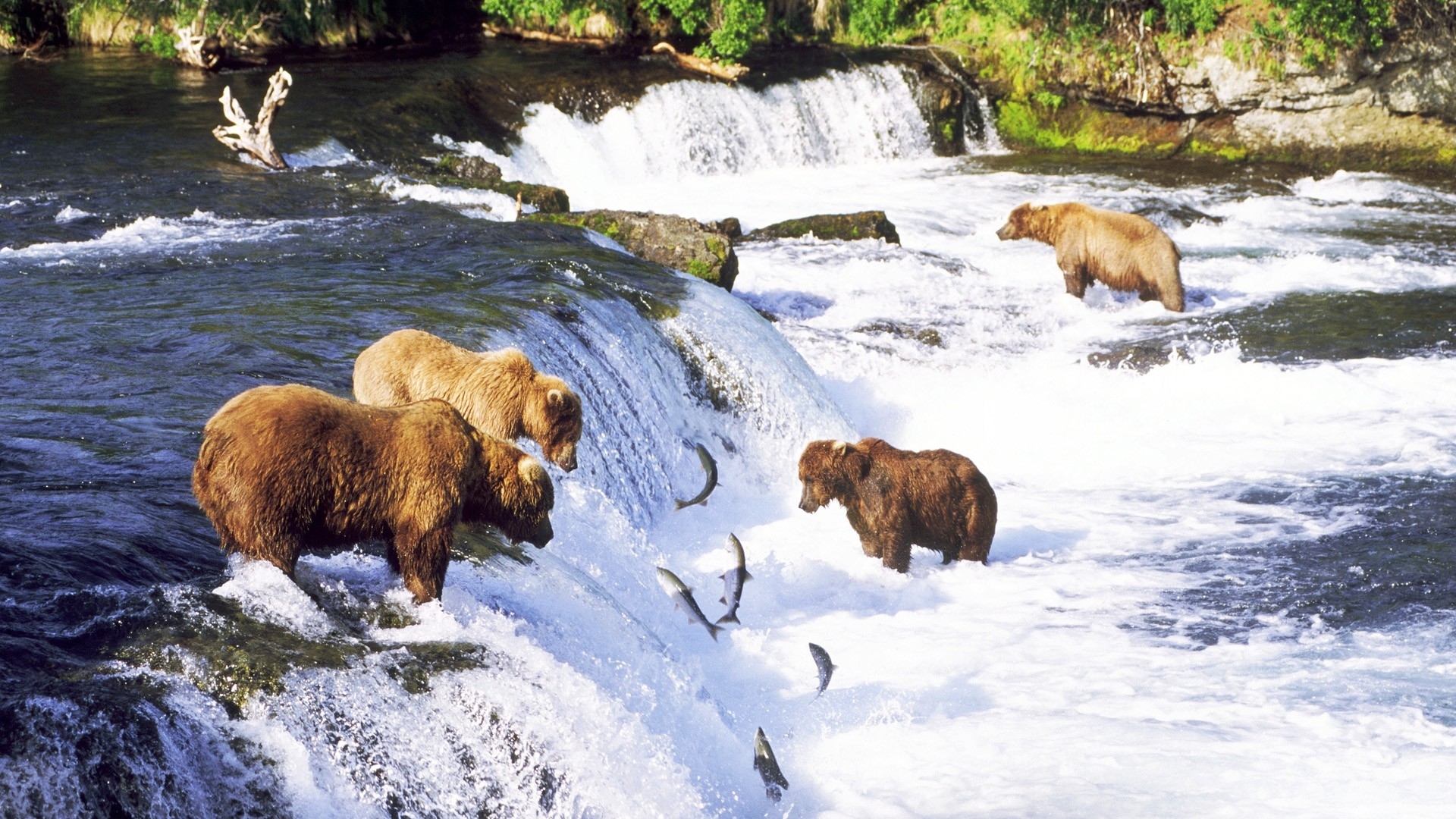 Grizzly Bears Alaska Fishes Salmon Rivers Nature Wallpaper
