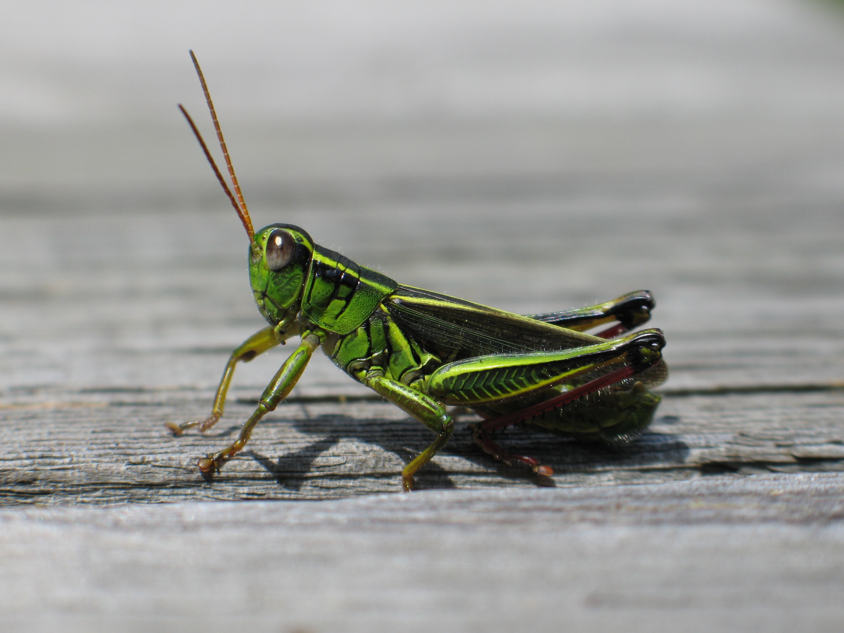 File Grasshopper In Nova Scotia Jpg Wikimedia Mons