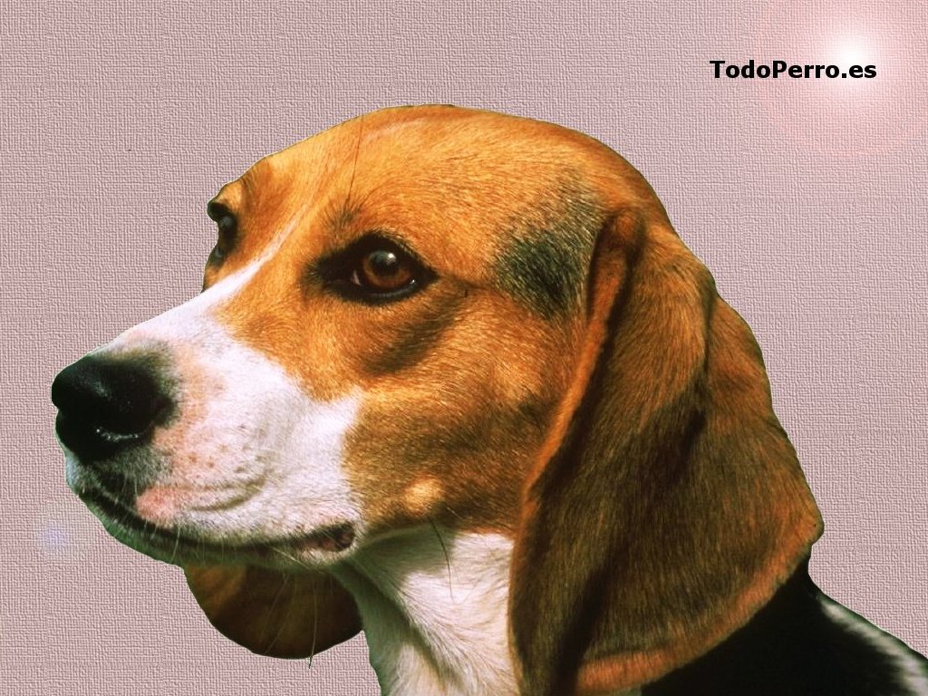 Wallpaper Beagle