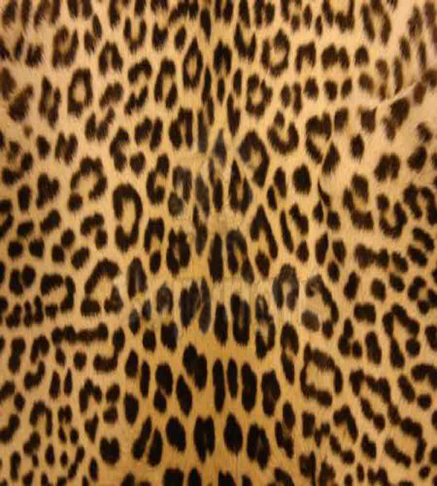 Leopard Print Background Backgr