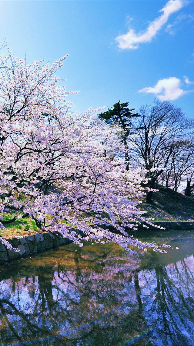 Japanese cherry blossoms iPhone Wallpaper 640x1136 iPhone 5 5S 5C