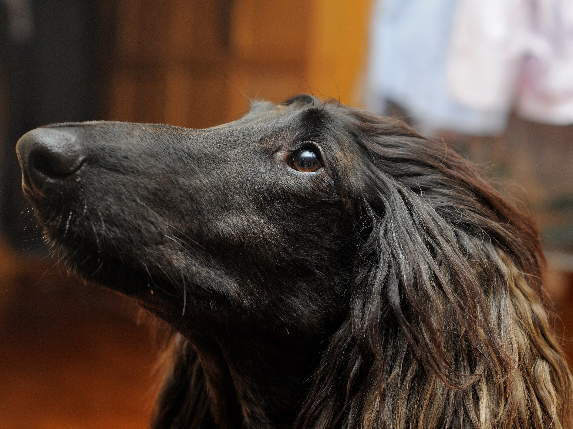 Portrait Of Afghan Hound Wallpaper And Image