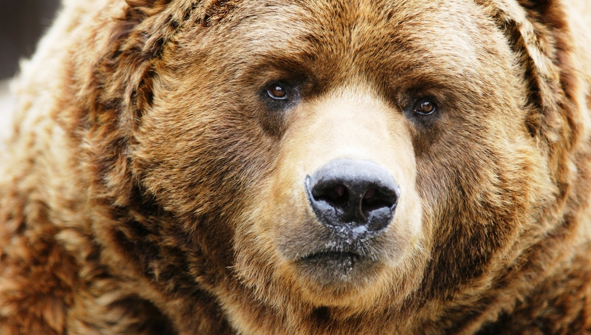 Grizzly Bear Face Wallpaper
