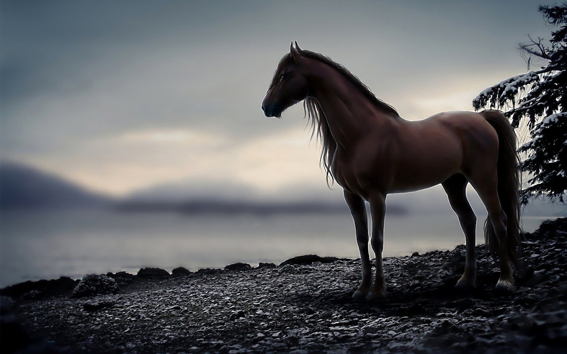1429 Horse HD Wallpapers Background Images