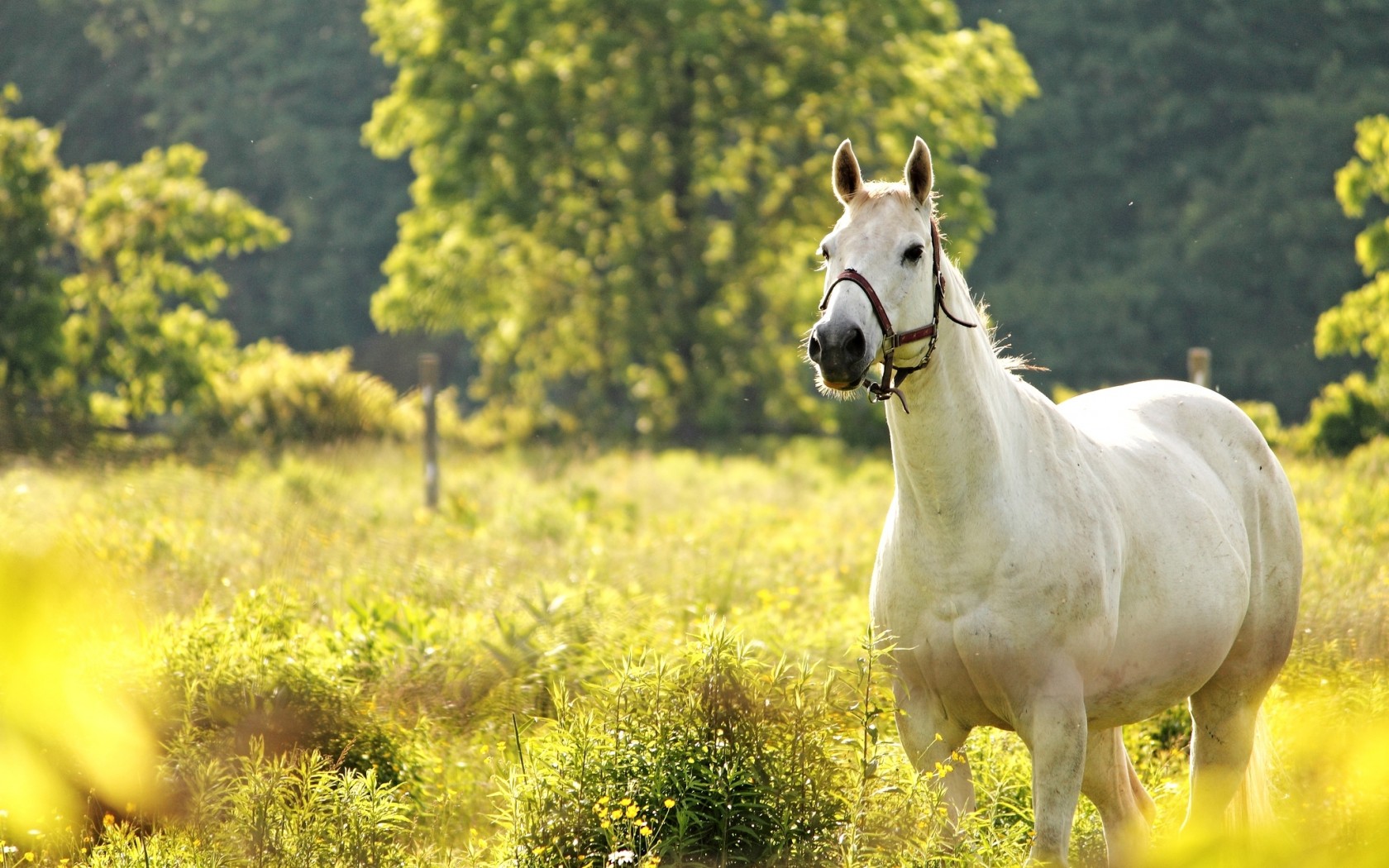 Horse Spring Field Pictures Photo Animals Desktop Wallpaper