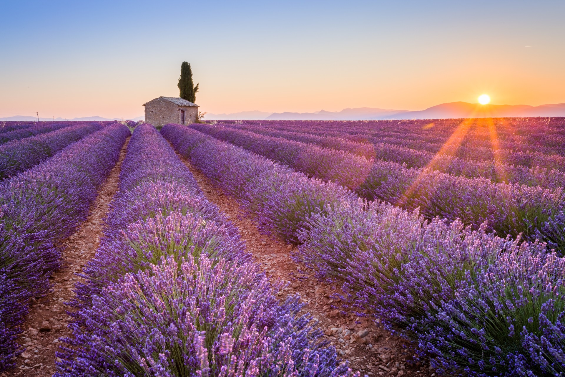 Lavender Fields France Wallpaper