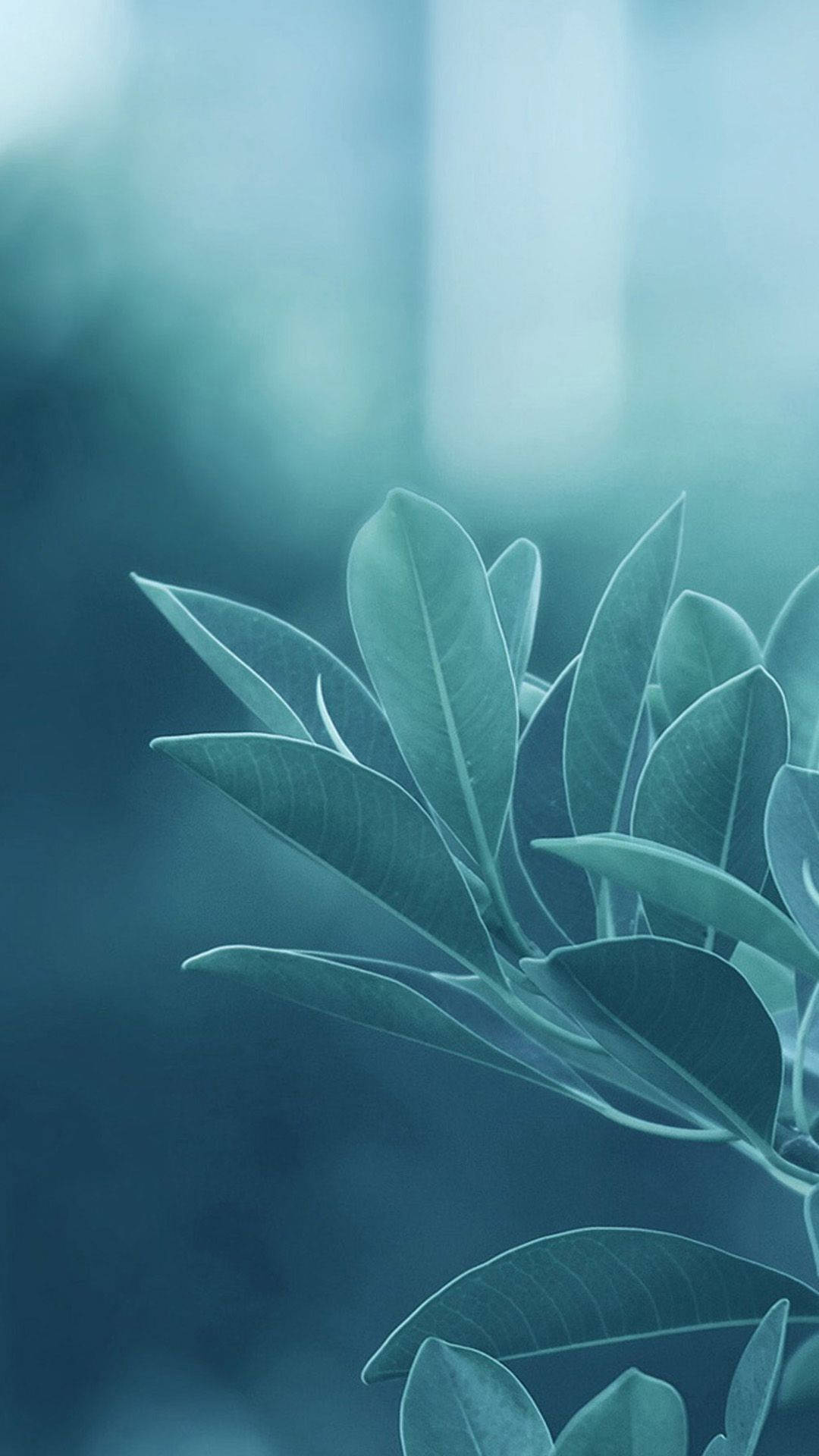 Leaves Aesthetic Wallpaper
