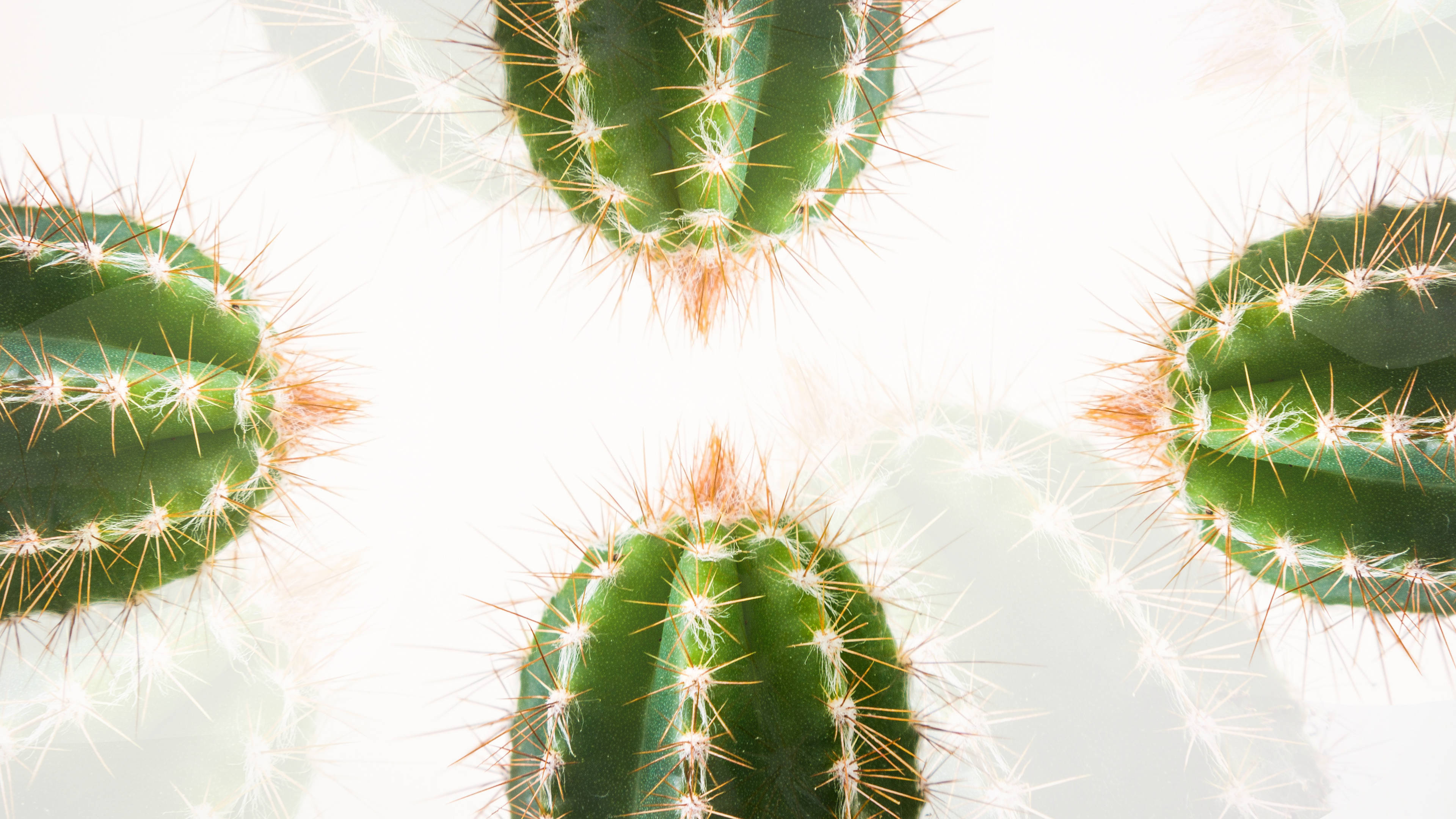 Minimalist Plant Wallpaper