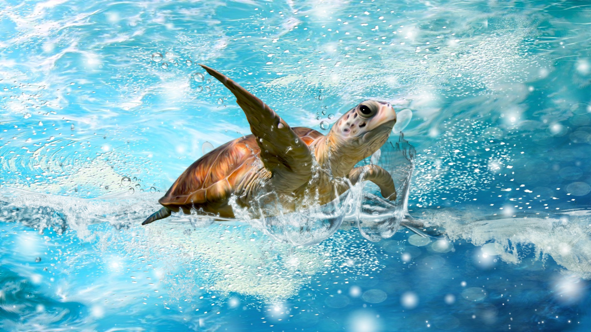 Sea Turtle HD 1080p Wallpaper