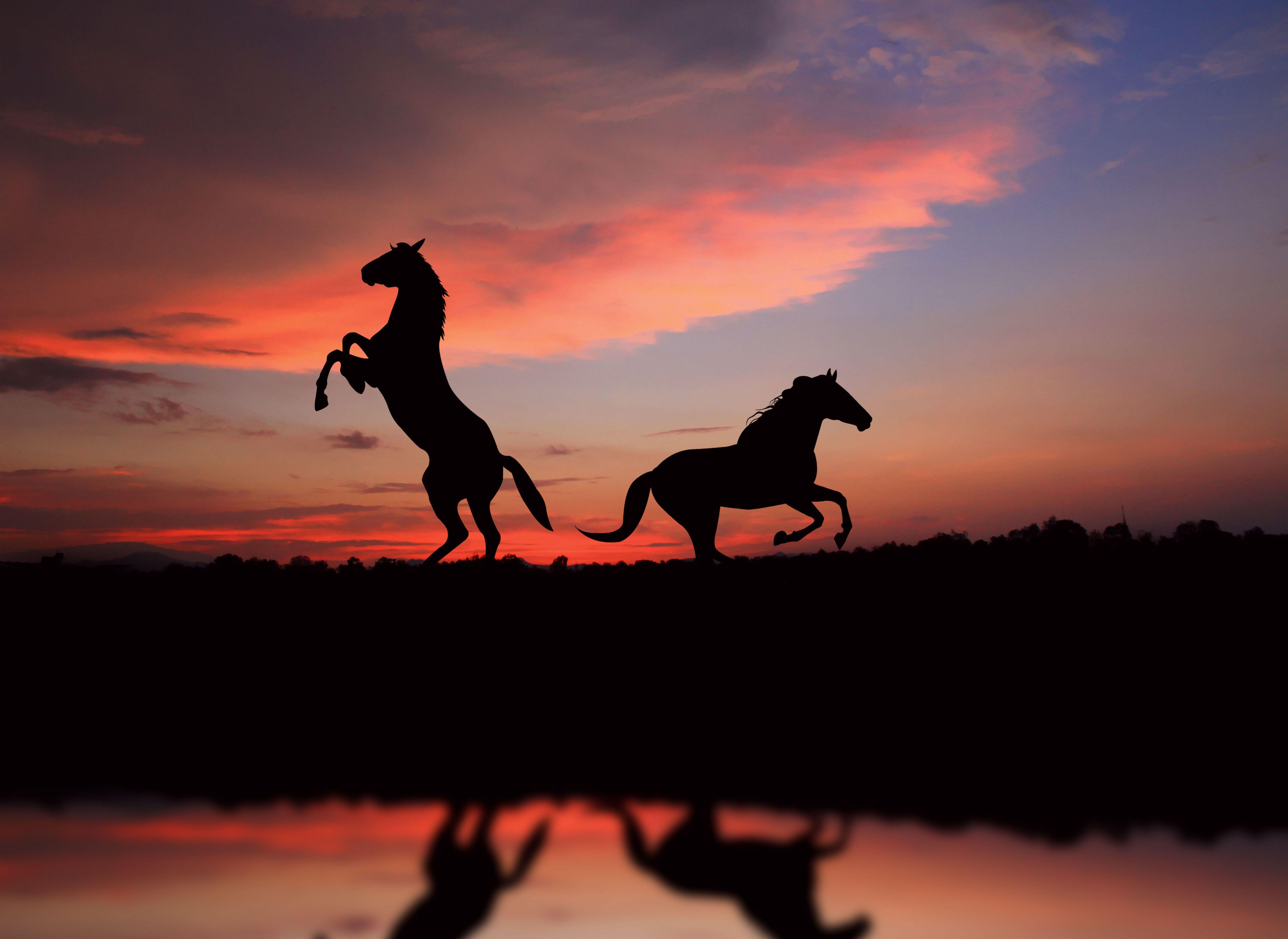 Horses At Sunset Wallpaper