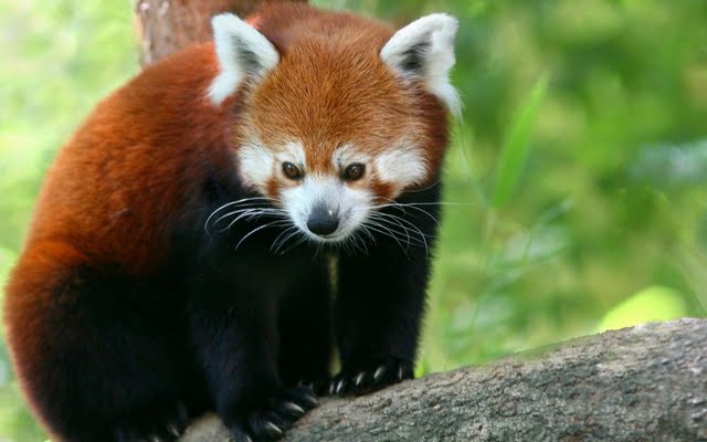 High Resolution Red Panda Desktop Laptop Wallaper Listed In Animals