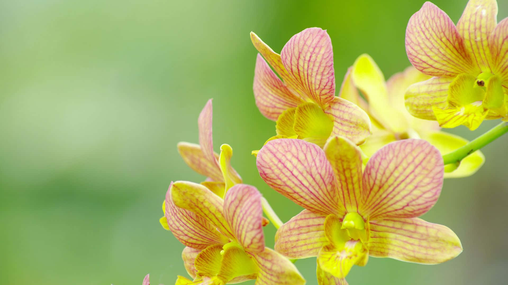 Orchids Background Wallpaper
