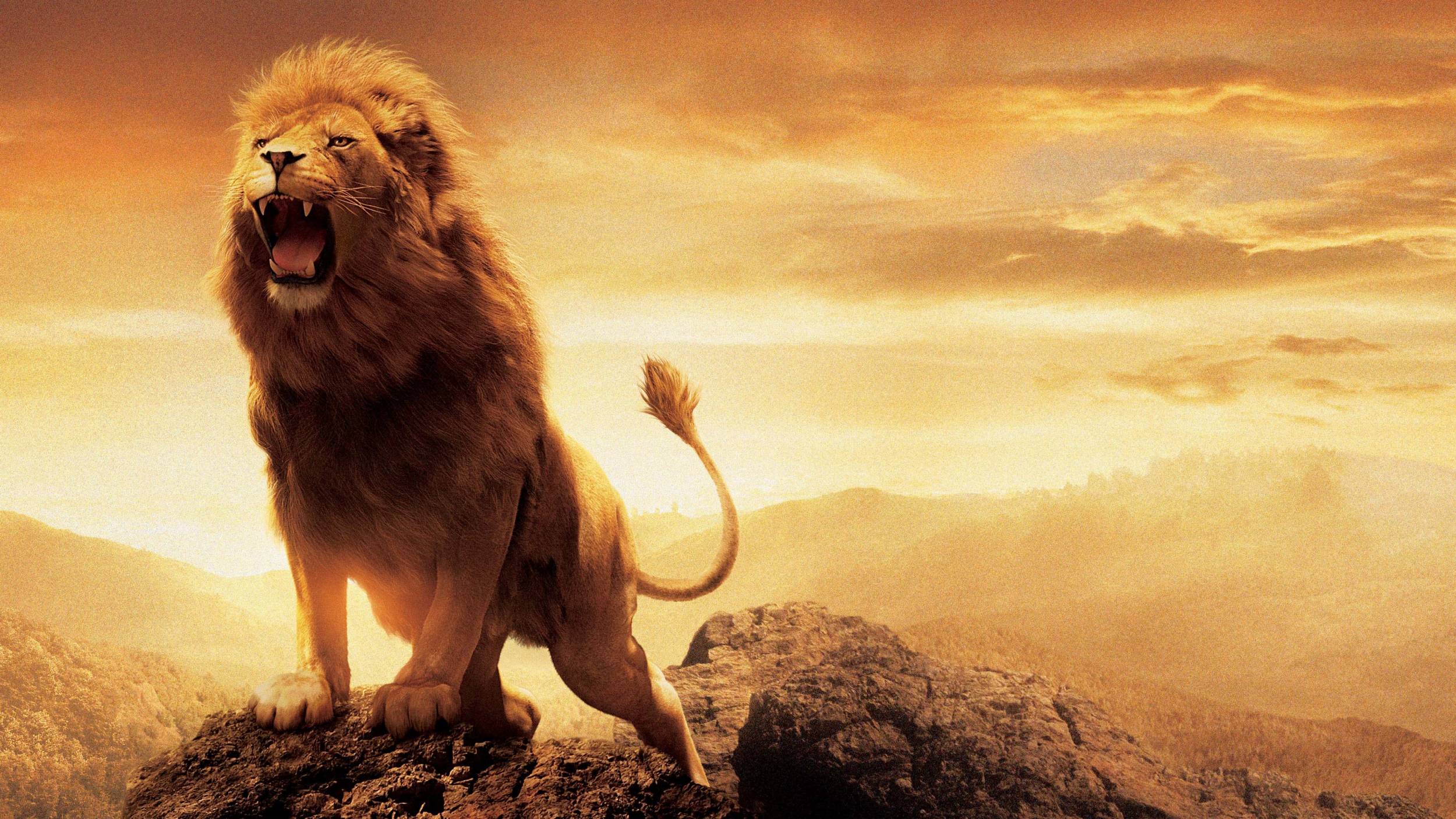 Lion HD Wallpaper For Pc Mobile On