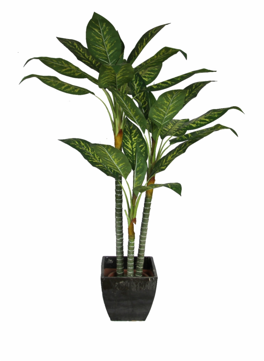 Office Plant Png Transparent Background Potted House Clip