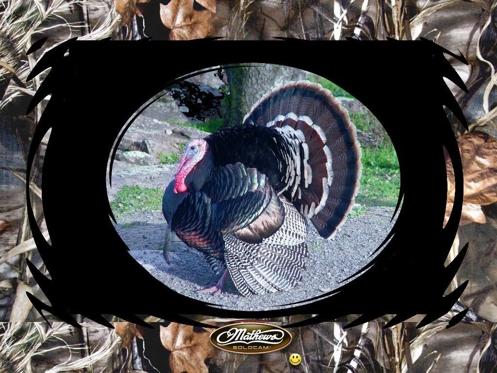 Wild Turkey Wallpaper Desktop Background