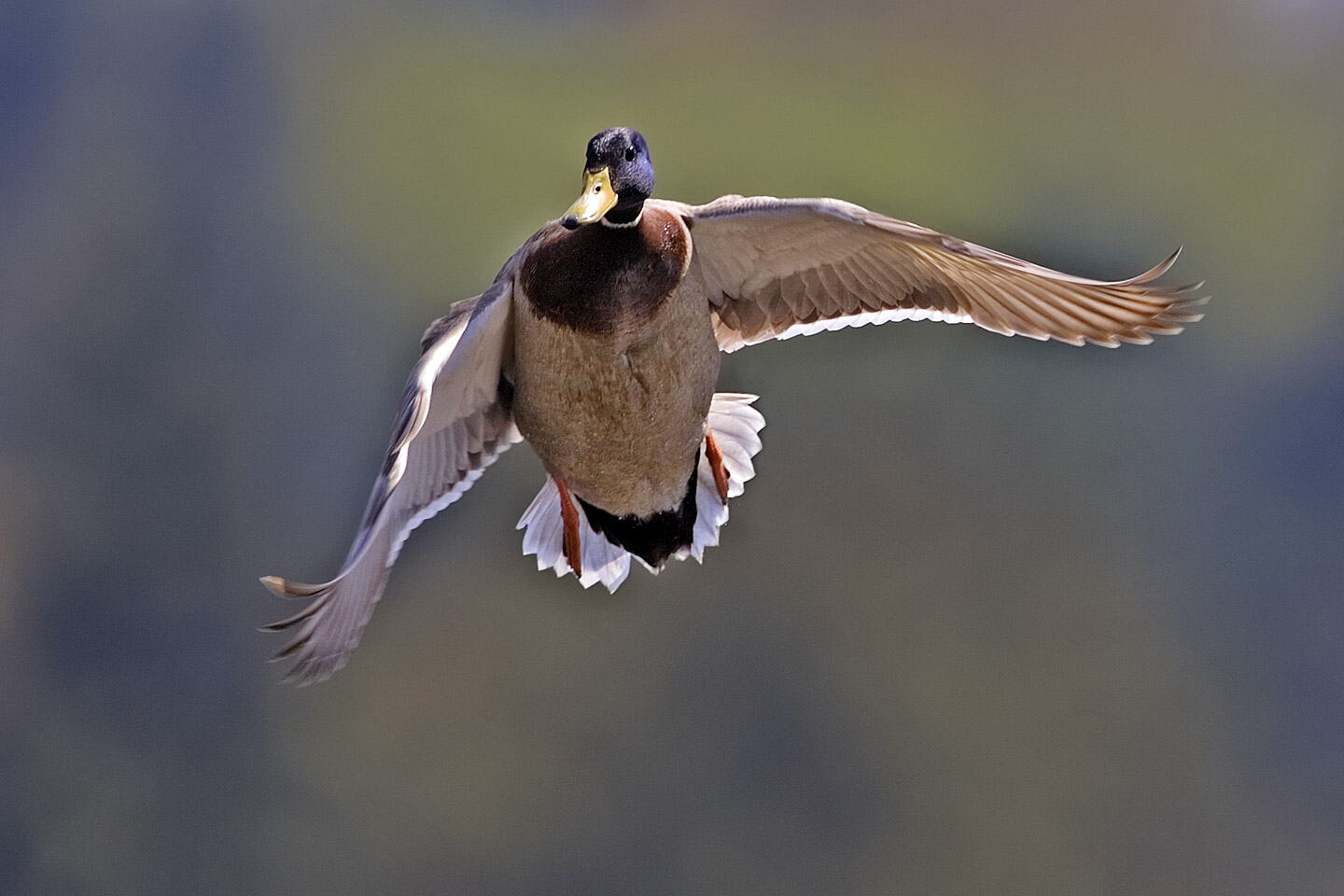 Mallard Duck Flying Pictures Nature Wallpaper