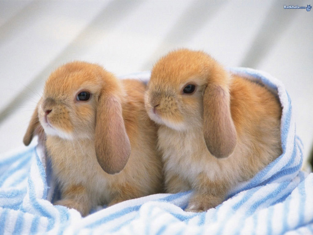 Cute Baby Bunnies HD Wallpaper In Animals Imageci