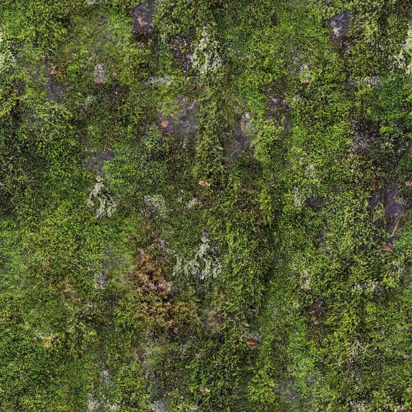 Textures Grass Moss Wallpaper