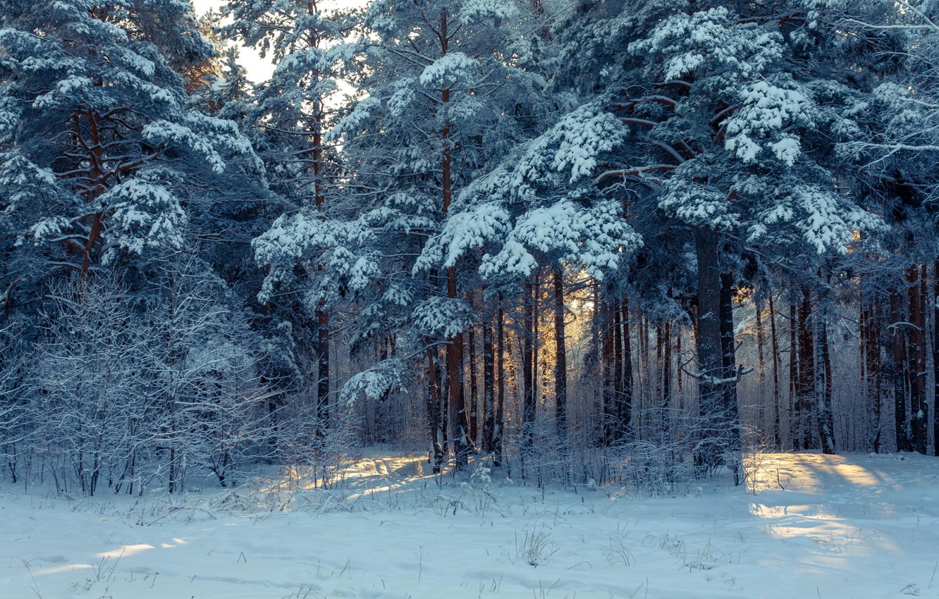 Wallpaper Nature Winter Snow Forest Trees Image
