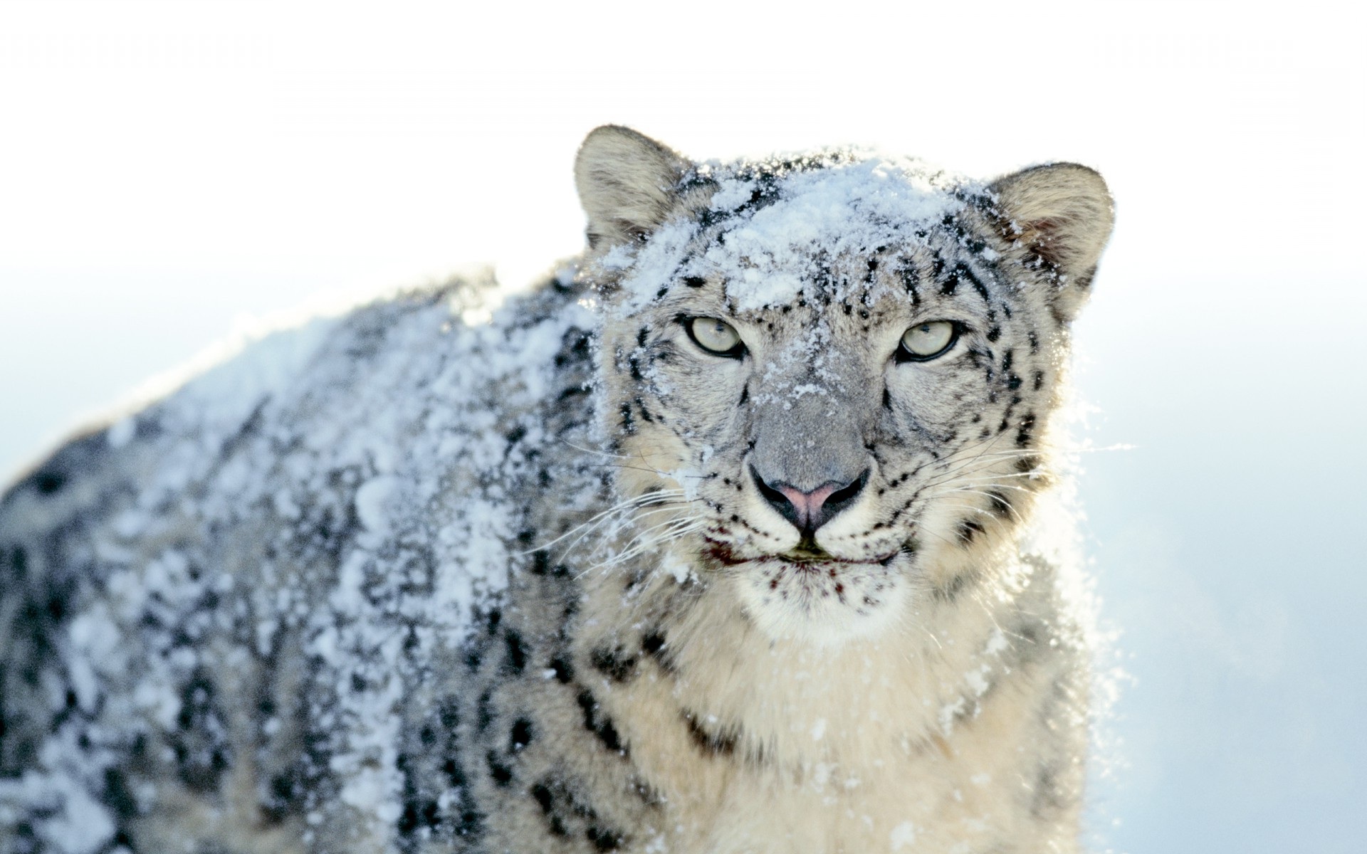 A 4K ultra HD mobile wallpaper depicting a fierce and determined Snow  Leopard, perched on a rocky cliffside, its thick fur camouflaging  seamlessly with the wintry surroundings, showcasing the beauty and  adaptability