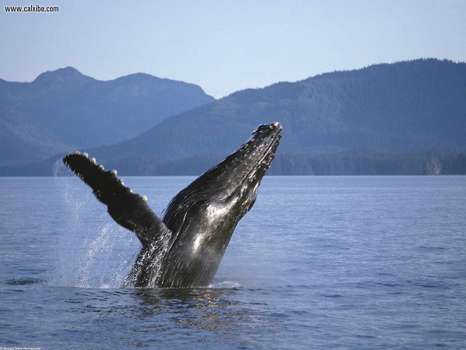 Bing Fotos Humpback Whales In Lynn Canal Alaska Bernd R Mmelt