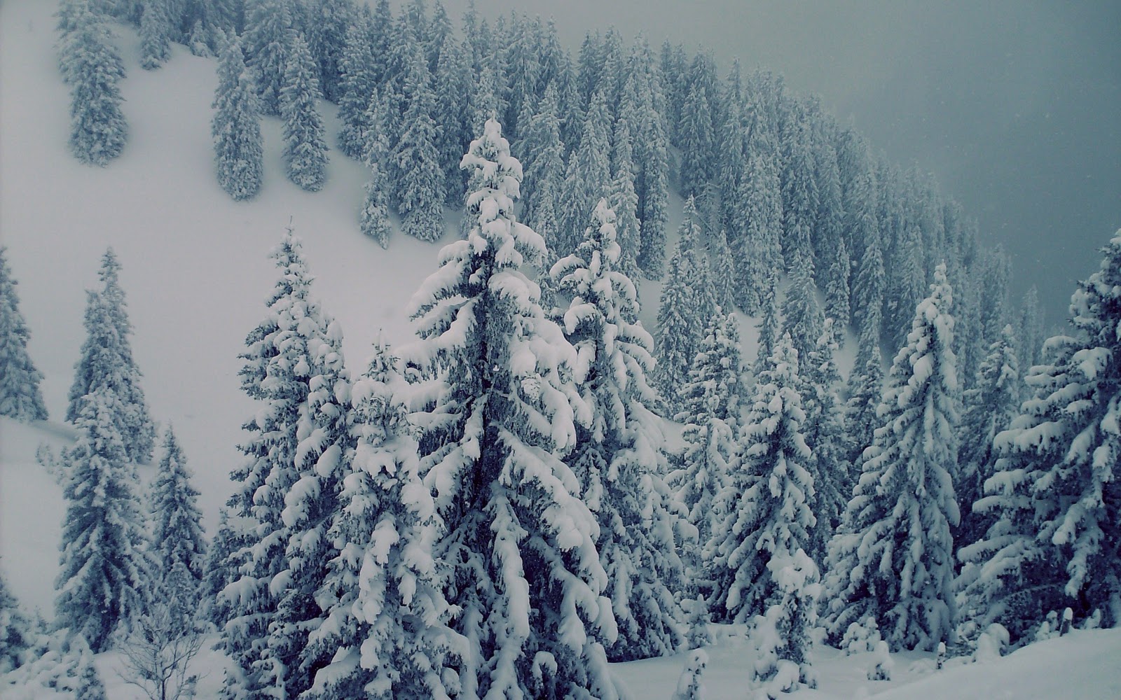 Landscape Of Alaska Territory Trees Full Thick Snow