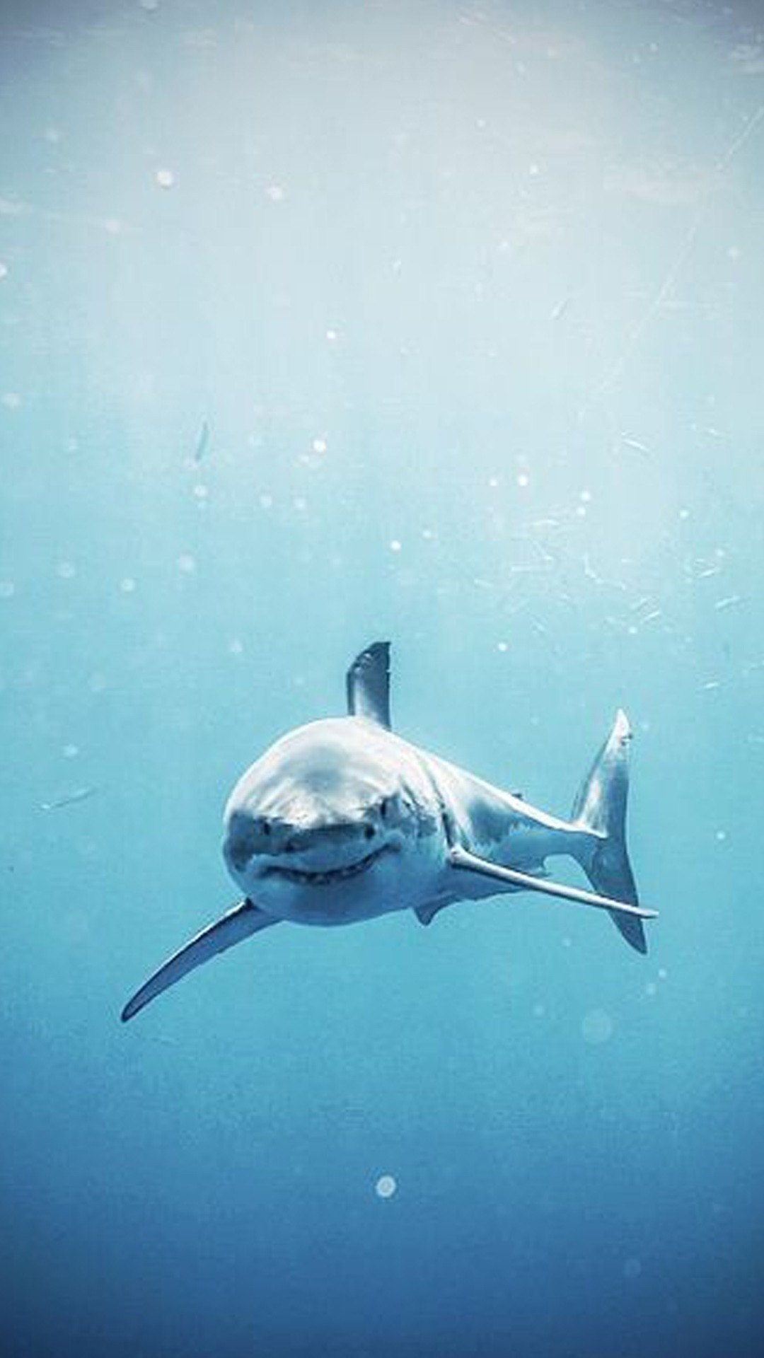 Shark iPhone Wallpaper