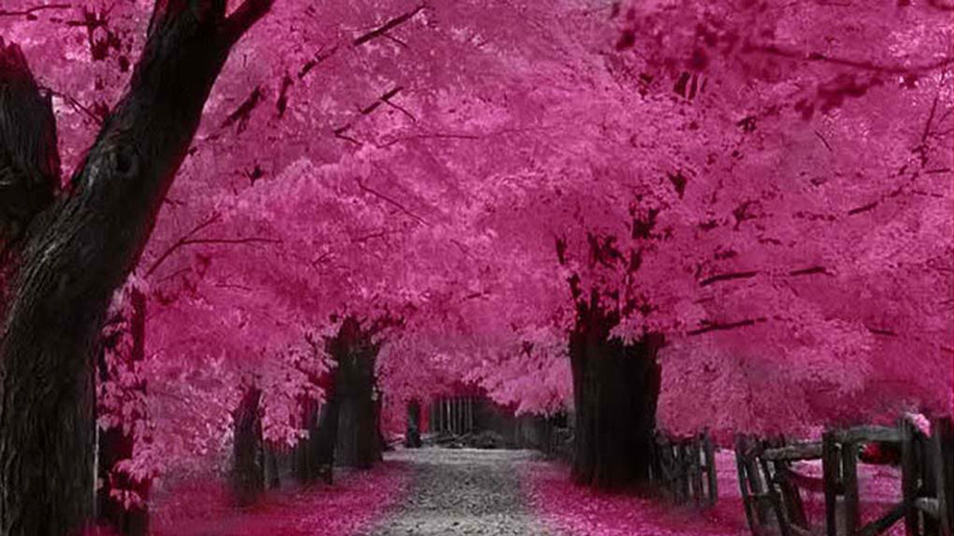 Japanese Cherry Blossom Wallpaper