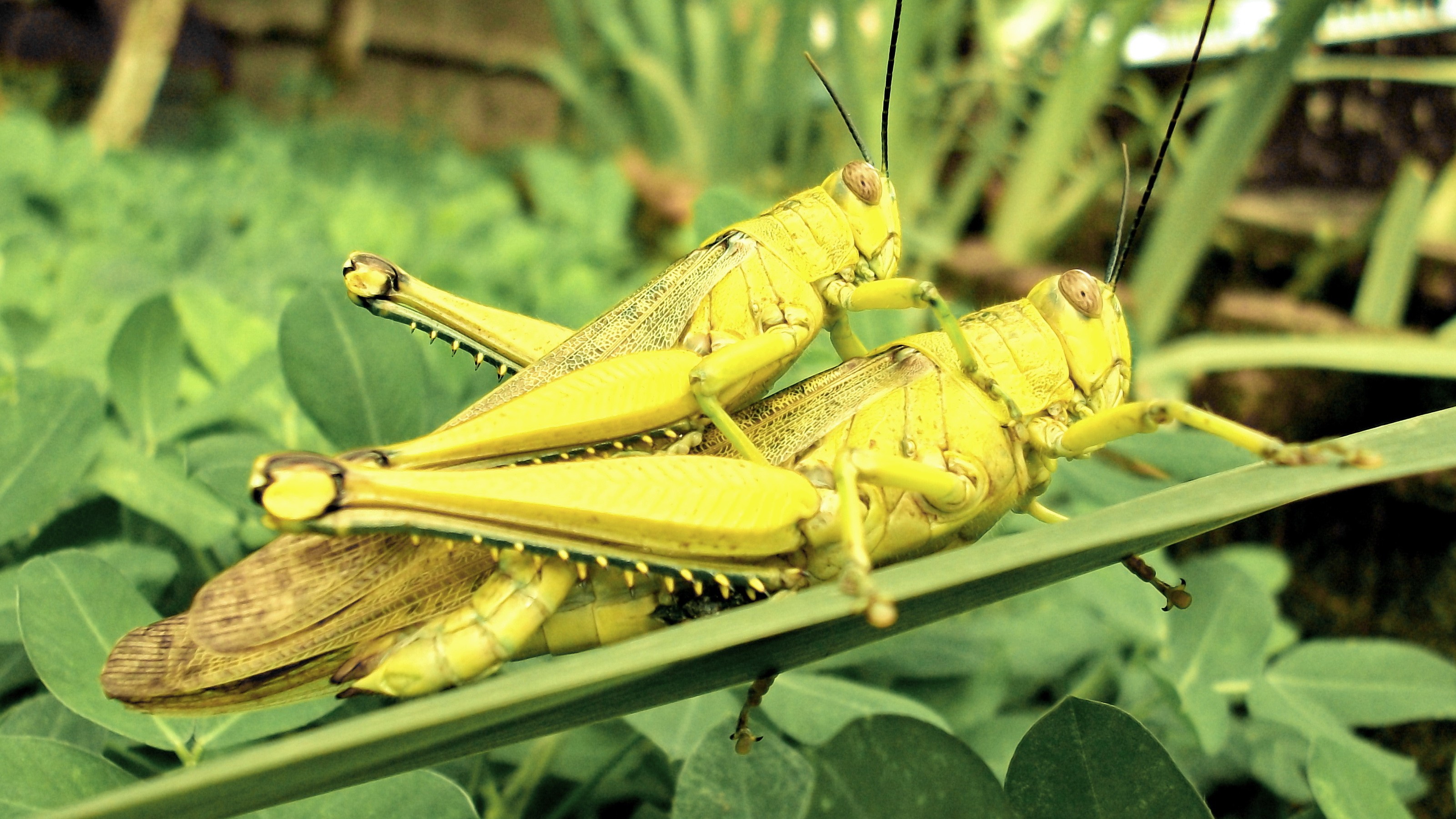 Green Insects Grasshopper Wild Animals HD Wallpaper Of Animal