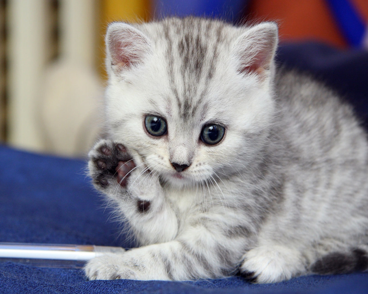 Cute Kitten Saying Hello