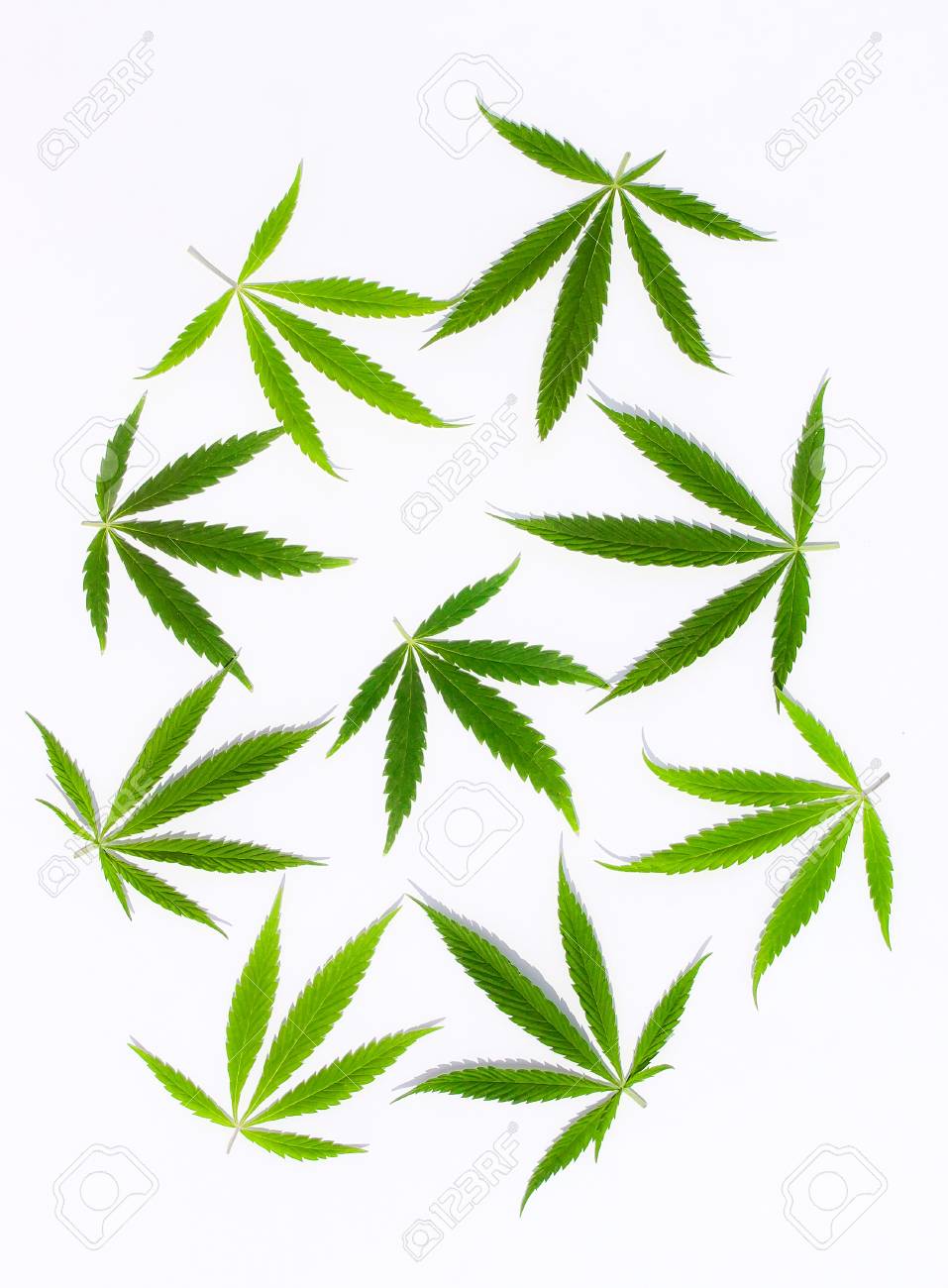 Green Cannabis Leaves Marijuana On White Background Hemp Ganja