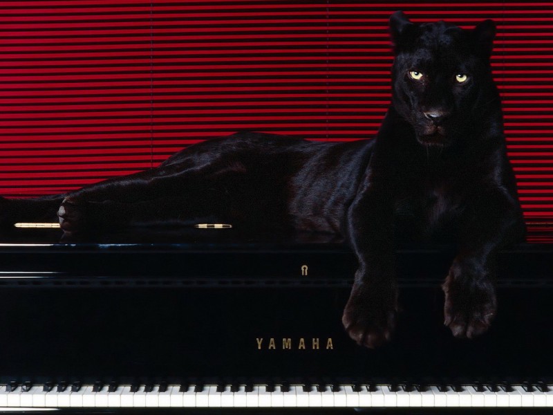 Panther Eyes Wallpaper Black Piano